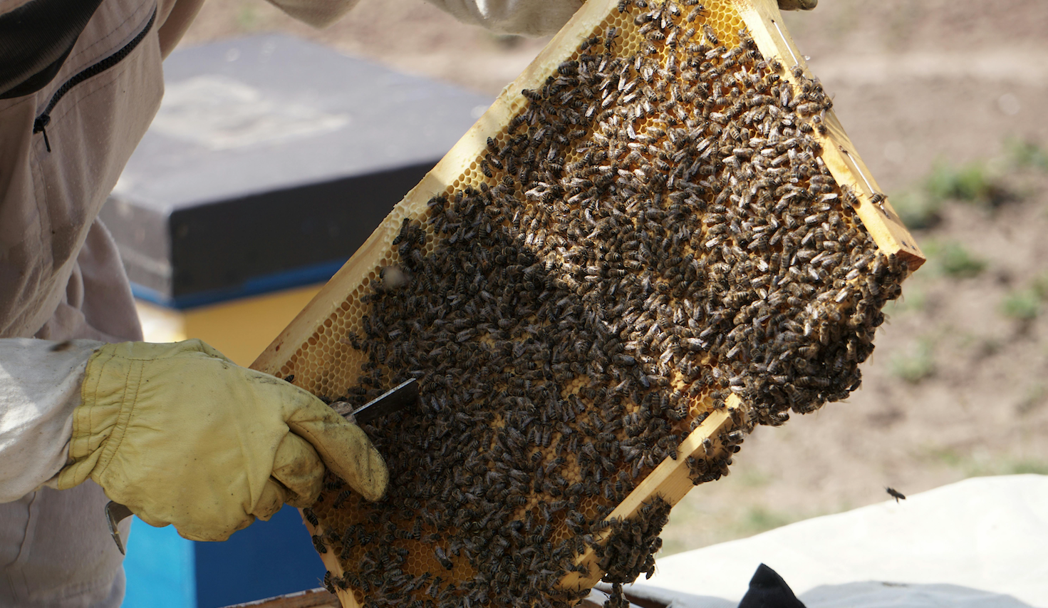 Behind The Hive: PURITI’s Commitment To Ethical Beekeeping