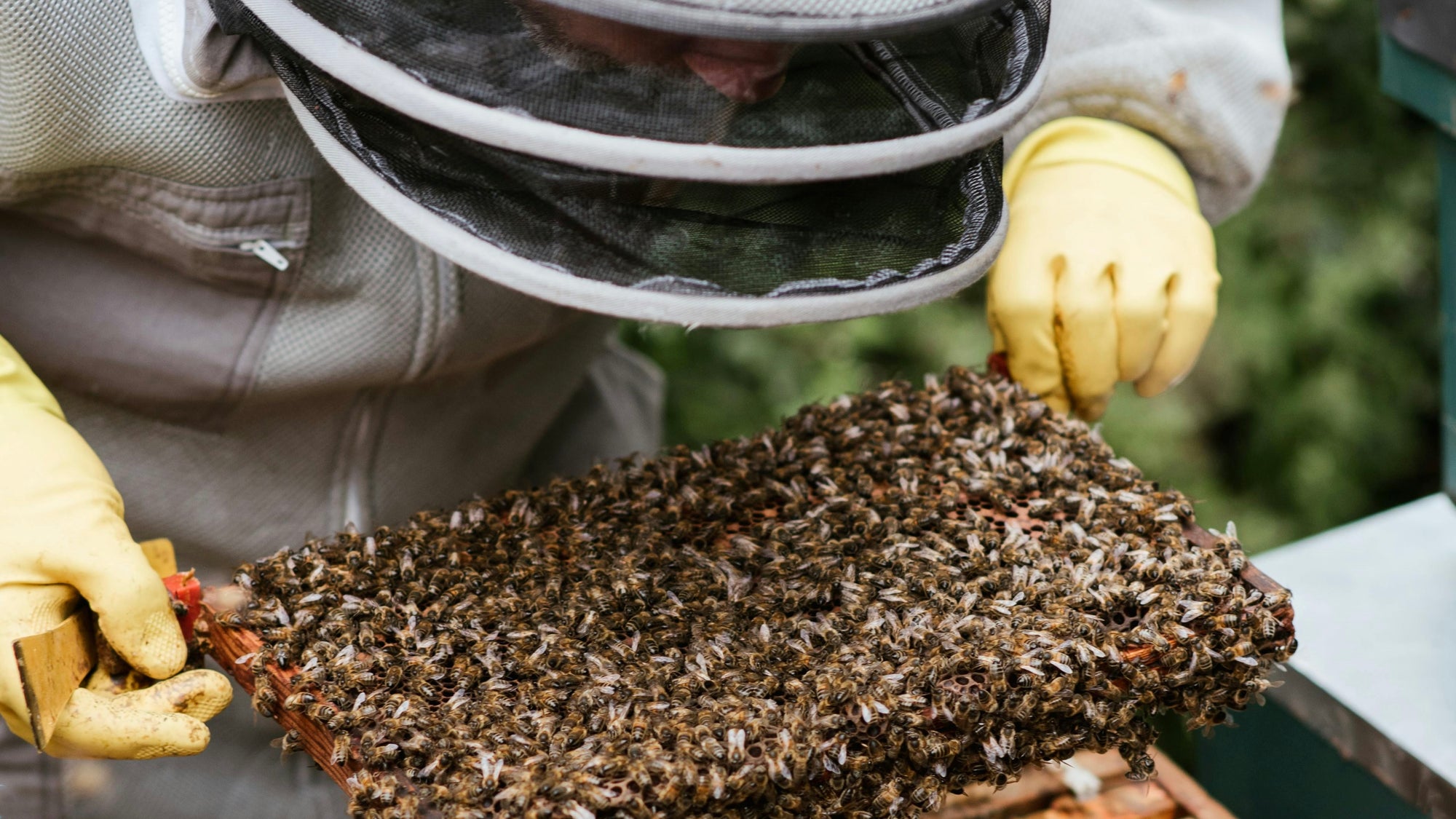 From Hive to Jar: How We Harvest Mānuka Honey